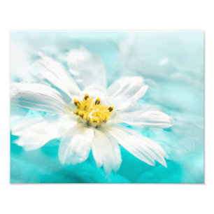 White Daisy Blume Blue Water Pond Tropical Fotodruck