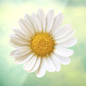 White Daisy Blume Fensteraufkleber (Blatt 3)