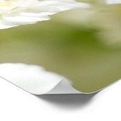 White Daisy Blume Foto Poster (Ecke)