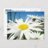 White Daisy Blume Garden Postkarten Blue Sky (Vorne/Hinten)