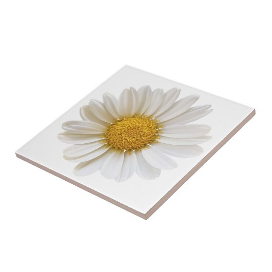 White Daisy Blume im weißen Hintergrund Fliese (Seite)