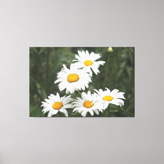 White Daisy Blume Leinwanddruck (Vorderseite)