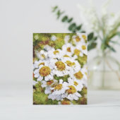 White Daisy Blume - Malerei Art Postkarten (Stehend Vorderseite)