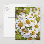 White Daisy Blume - Malerei Art Postkarten (Vorne/Hinten)