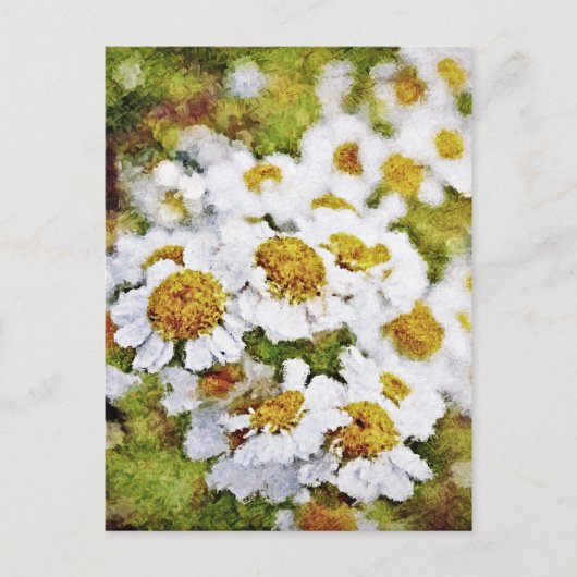 White Daisy Blume - Malerei Art Postkarten (Vorderseite)