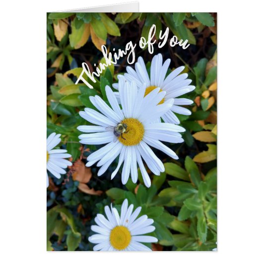White Daisy Blume mit einem Bienengedanken (Vorne)