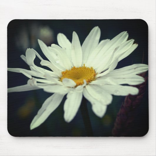 White Daisy Blume Mousepad (Vorne)