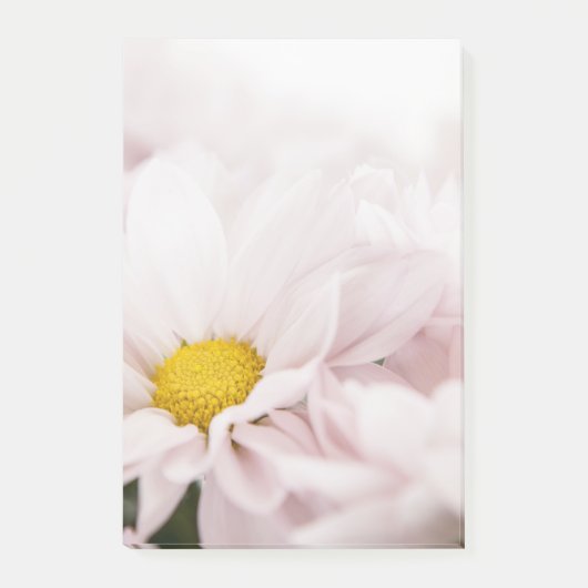 White Daisy Blume Pink Floral Daisis Blume Post-it Klebezettel (Vorderseite)