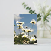 White Daisy Blume Postcard Postkarte (Stehend Vorderseite)