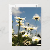 White Daisy Blume Postcard Postkarte (Vorne/Hinten)