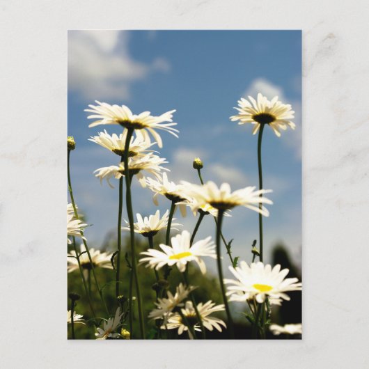 White Daisy Blume Postcard Postkarte (Vorderseite)