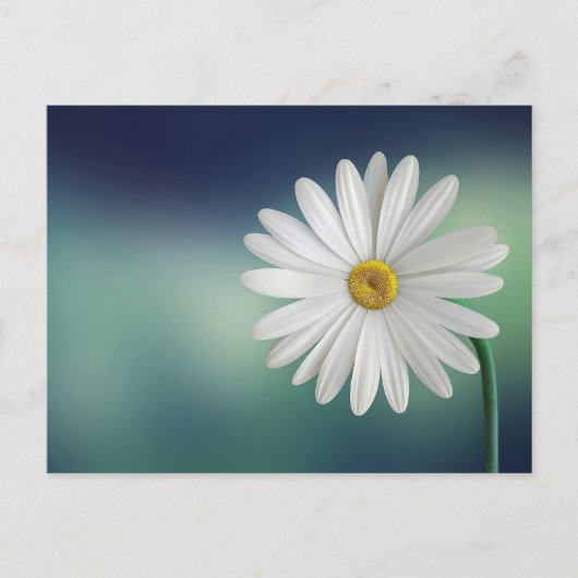 White Daisy Blume Postcard Postkarte (Vorderseite)