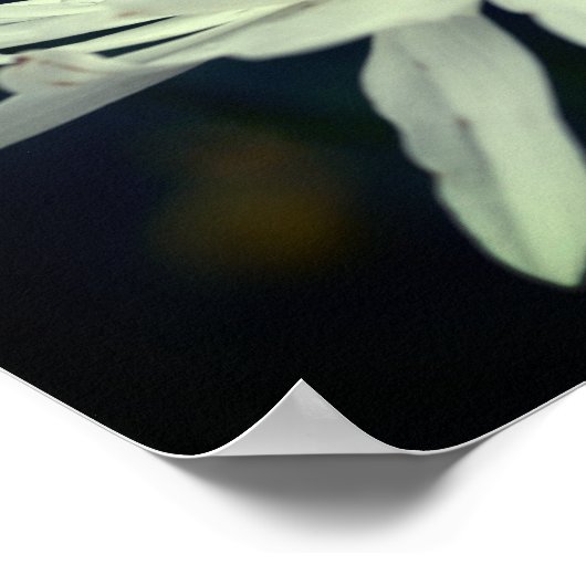 White Daisy Blume Poster (Ecke)