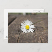White Daisy Blume Postkarte (Vorne/Hinten)