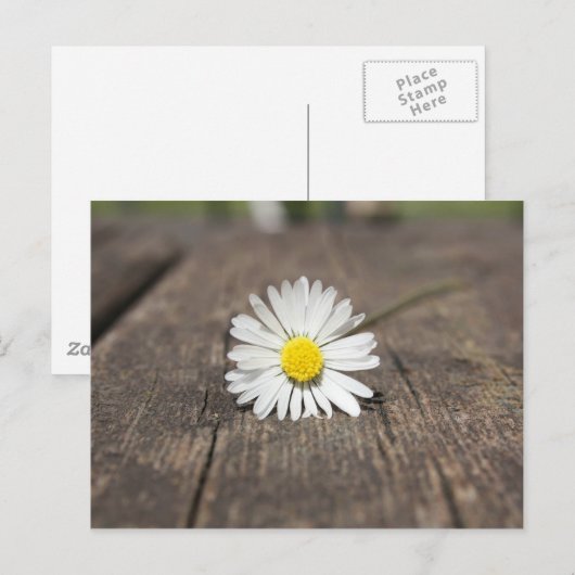 White Daisy Blume Postkarte (Vorne/Hinten)