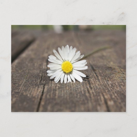 White Daisy Blume Postkarte (Vorderseite)
