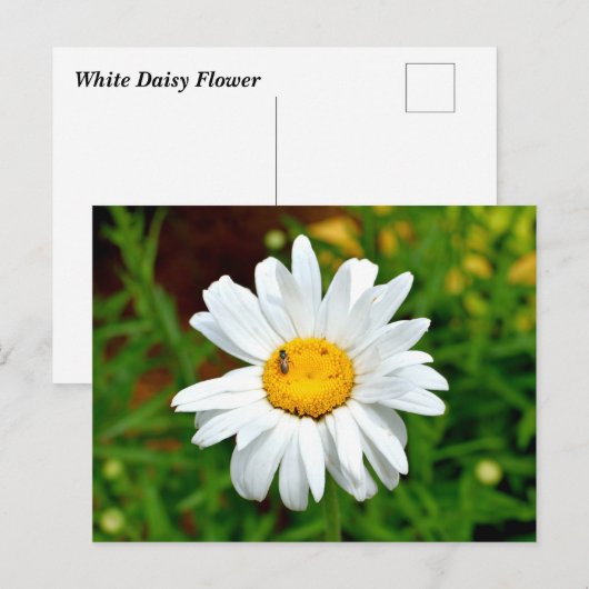 White Daisy Blume Postkarte (Vorne/Hinten)