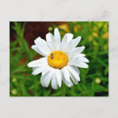 White Daisy Blume Postkarte (Vorderseite)