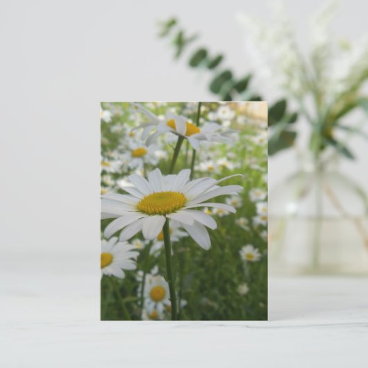 White Daisy Blume Postkarte (Stehend Vorderseite)