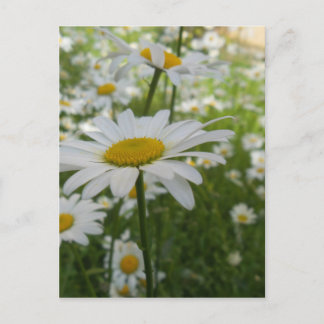 White Daisy Blume Postkarte