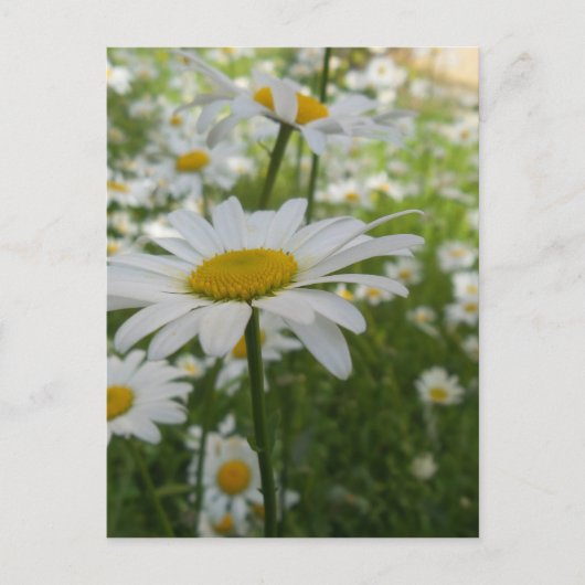 White Daisy Blume Postkarte (Vorderseite)