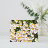 White Daisy Blume Postkarte (Stehend Vorderseite)