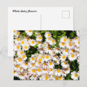 White Daisy Blume Postkarte (Vorne/Hinten)