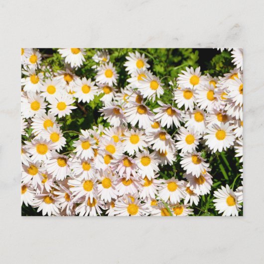 White Daisy Blume Postkarte (Vorderseite)