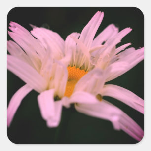 White Daisy Blume Quadratischer Aufkleber