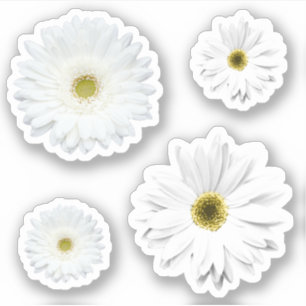 White Daisy Blume Set Aufkleber