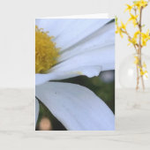 White Daisy Closeup Blank Greeting Card Karte (Gelbe Blume)