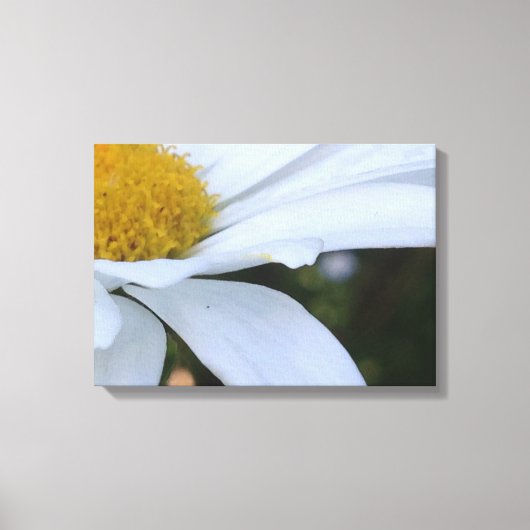 White Daisy Closeup Canvas Print Leinwanddruck (Vorderseite)
