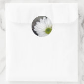 White Daisy Daisies Blume Blume Foto Runder Aufkleber (Tasche)
