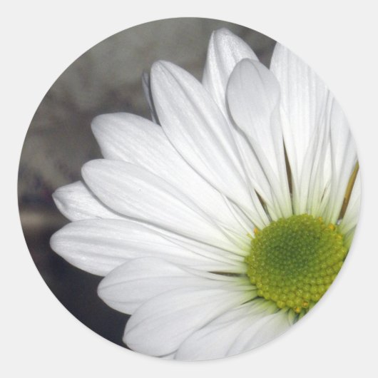 White Daisy Daisies Blume Blume Foto Runder Aufkleber (Vorderseite)