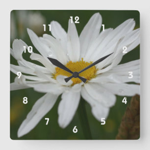 White Daisy Flower With Raindrops Nature Quadratische Wanduhr