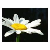 White Daisy Fotodruck (Vorne)