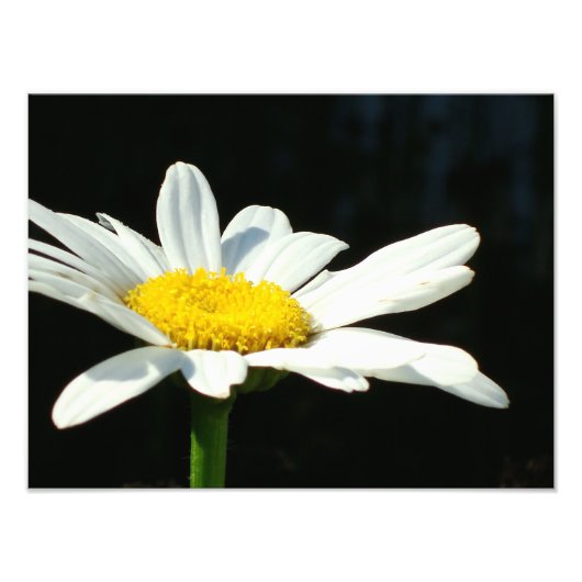 White Daisy Fotodruck (Vorne)