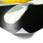 White Daisy Fotodruck (Ecke)