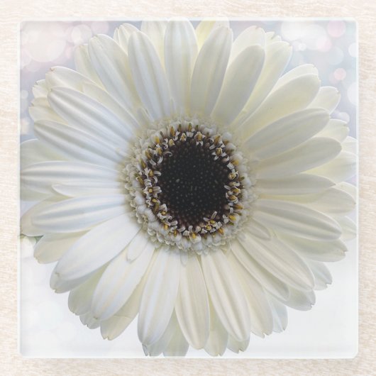 White Daisy Glasuntersetzer (Vorderseite)