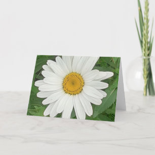 White Daisy Karte