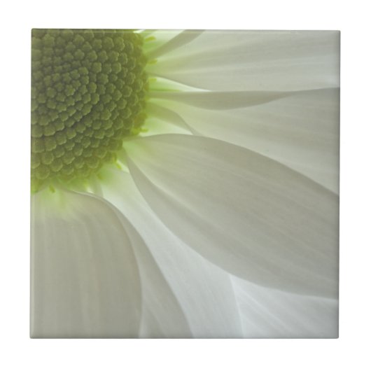 White Daisy Petals Fliese (Vorderseite)