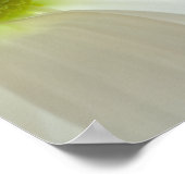 White Daisy Petals Poster (Ecke)