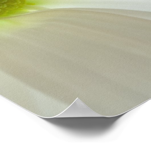 White Daisy Petals Poster (Ecke)