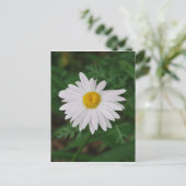 White Daisy Post Card Wilde Blume Postkarte (Stehend Vorderseite)