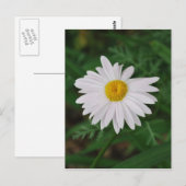 White Daisy Post Card Wilde Blume Postkarte (Vorne/Hinten)