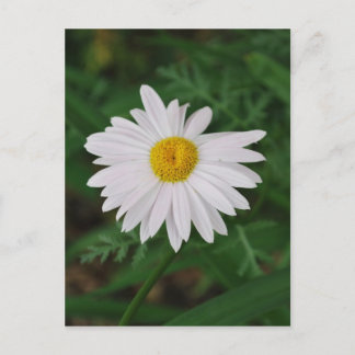 White Daisy Post Card Wilde Blume Postkarte