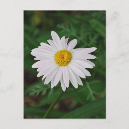 White Daisy Post Card Wilde Blume Postkarte (Vorderseite)