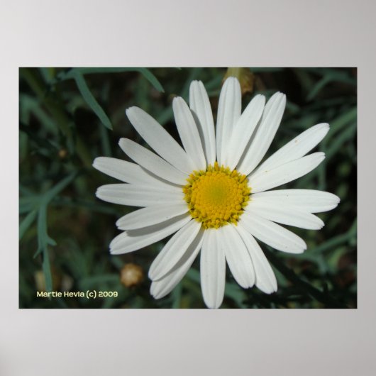 White Daisy Poster (Vorne)