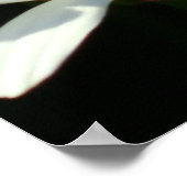 White Daisy Poster (Ecke)