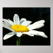 White Daisy Poster (Vorne)